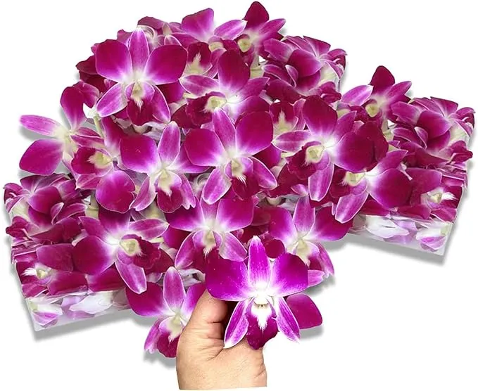 Prebook 100 Purple Sonia Bombay Fresh Cut Dendrobium Orchid Loose Bloom