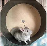 15" Chin Spin - Chinchilla Wheel - Handmade in USA