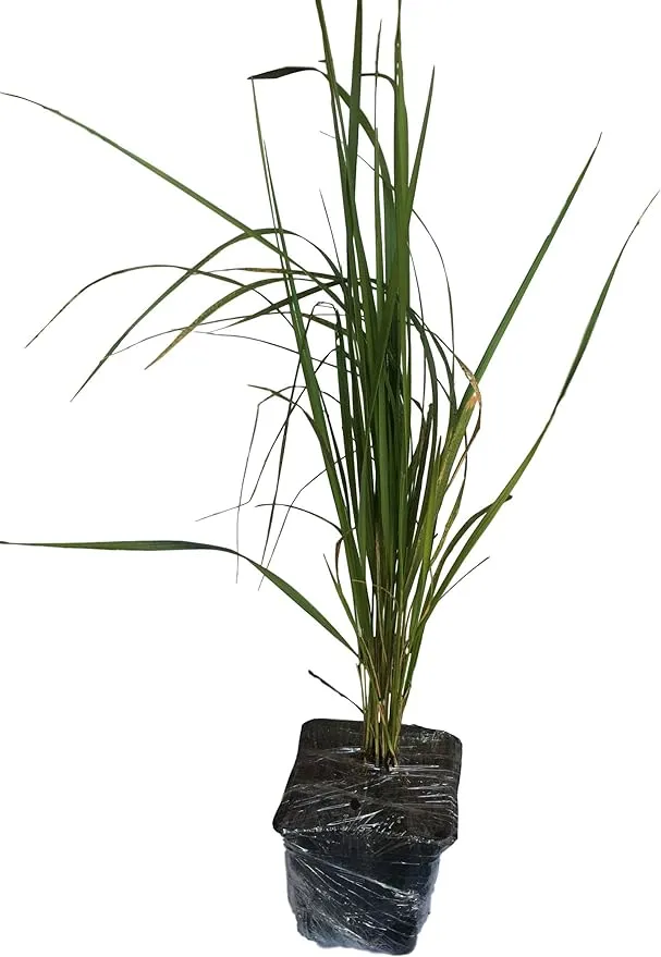 Daylily Nursery 3 Karl Foerster Feather Grass in 4 Inch Containers (3 Pots of Plants)