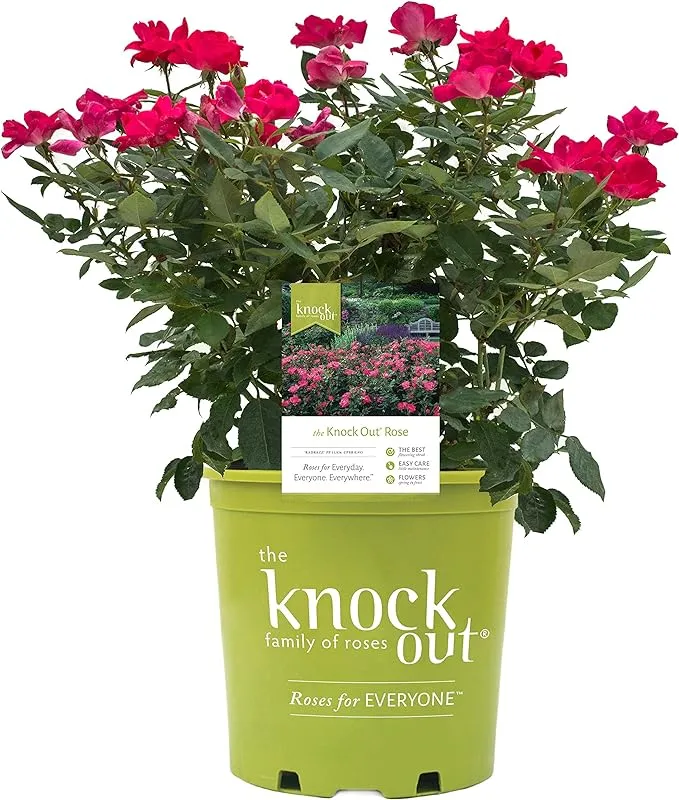 Green Promise Farms Knock Out Roses - Rosa Knock Out (Rose) Rose, Red Flowers, #2 ...