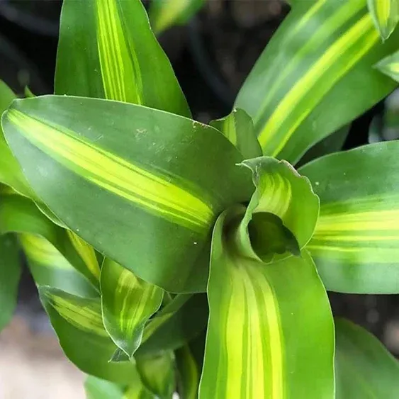 American Plant Exchange Dracaena Mass Cane ‘Corn Plant’, Live Indoor Houseplant, Easy-to-Care, 10-Inch Pot, Air-Purifying, 3.5ft Tall Large Size Plant for Home, Office, and Garden Décor