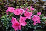 4.5 in Quart Perfecto Mundo® Epic Pink™ (Rhododendron), Live Plant, Shrub, Pink Flowers