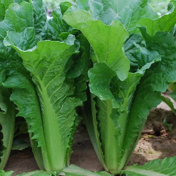 Cabbage Seeds - Pak Choi - Beijing Express - Hybrid - 4 oz ~33600 Seeds - Non-GMO ...