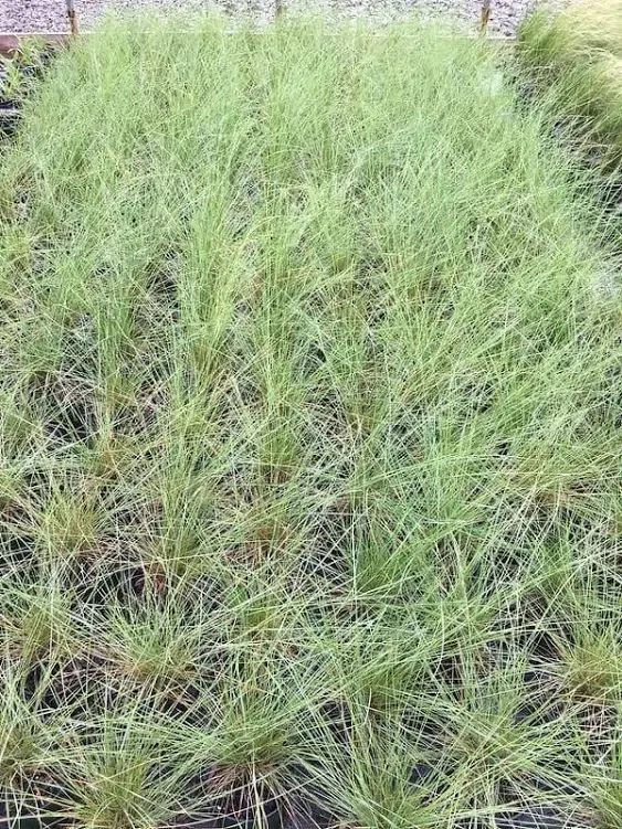 Daylily Nursery 3 Karl Foerster Feather Grass in 4 Inch Containers (3 Pots of Plants)