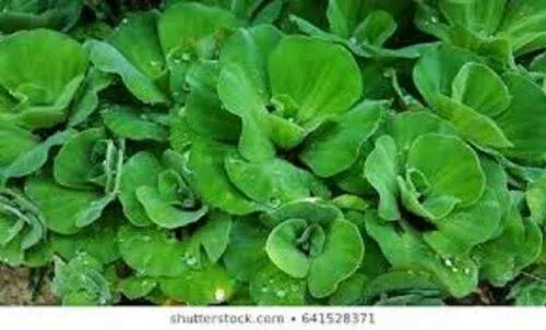 Water Lettuce - Floating Live Pond Plant