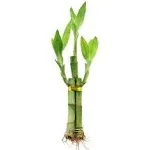 NW Wholesaler, Live Lucky Bamboo 3 Stalk Arrangement - Indoor House Plant, Home Decor and Easy to Care Plant, Size: The 3-stalk Arrangement Consists