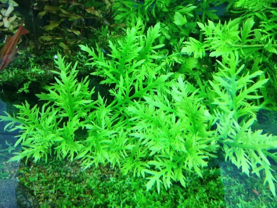 California Bundle Live Aquarium Plants Package