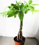 9greenbox - 5 Money Tree Plants Braided Into 1 Tree - Mini