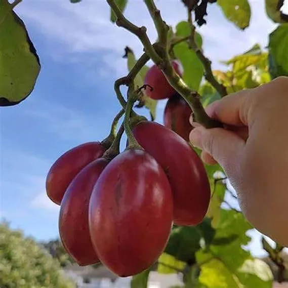 CHUXAY Garden Red Tamarillotree Tomatotomate Serranoblood Fruit 100 Seeds Small ...