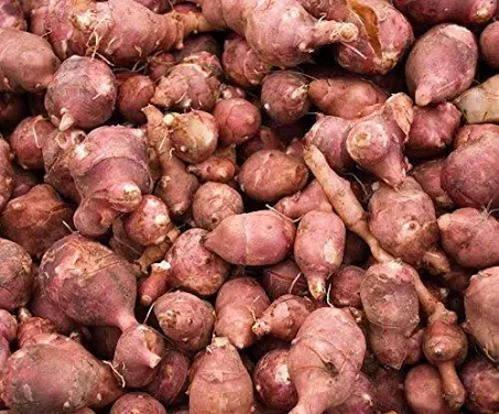 Three Red Jerusalem Artichoke Tubers Organic - Hardy Red Fuseau Variety - Sunroot ...