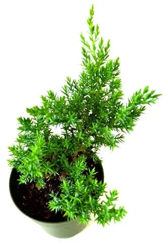 9GreenBox - Japanese Juniper Bonsai Starter Tree - 4" Pot