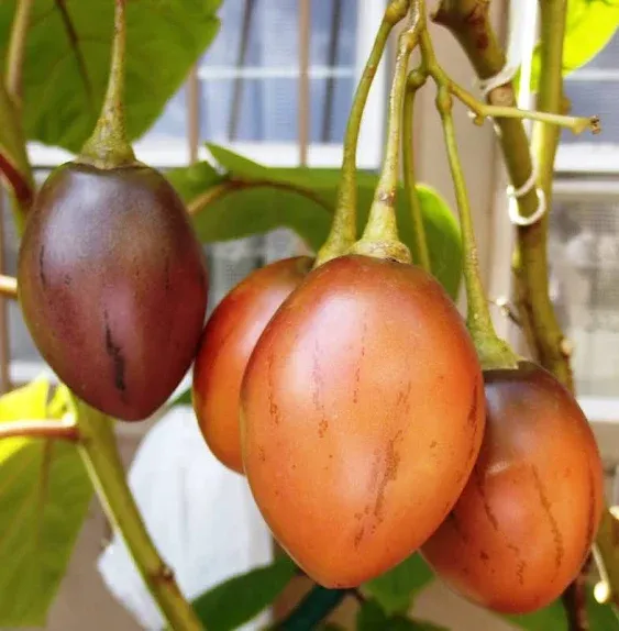 CHUXAY GARDEN Red Tamarillo,Tree Tomato,Tomate Serrano,Blood Fruit 100 Seeds Small Shrub Edible Cook Fruit Fresh Sweet and Sour Taste Gardening