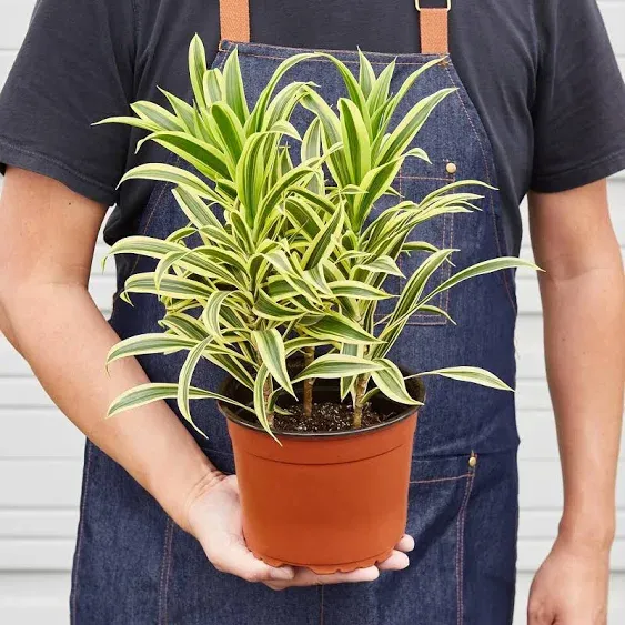 Dracaena Song of India Live Plant for Indoor | Different Houseplants in 4'' & 6'' Pot | Real House Plant Decor for Living Room, Office, Desk & Bathroom | Dracaena reflexa | Dragon Tree