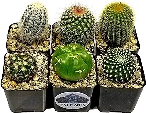 6 Living Cacti Plants FATPLANTS