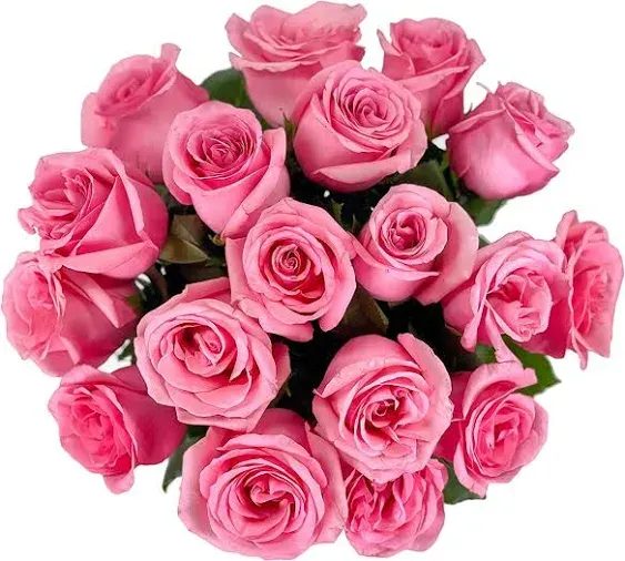 18 Cut Pink Roses