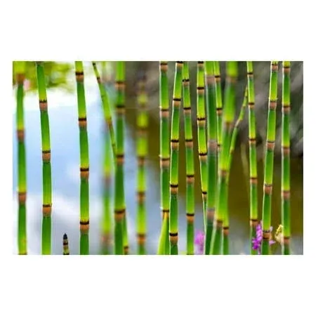 20 Horsetail Plant Cuttings to Grow - Equisetum - Great Aquatic Feature, Koi Pond ...