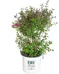 Bloomerang Dark Purple Lilac, 2-Gallon