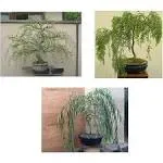 Bonsai Willow Tree Bundle - 3 Large Trunk Bonsai Tree Cuts - Get One Each Weeping, Australian, Dragon - Ready to Plant - Indoor/Outdoor Bonsai Tree's,