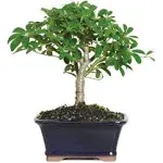 brussel's BONSAI Dwarf Hawaiian Umbrella Bonsai Tree Indoor Plant in Ceramic Bonsai Pot Container, 3-Years Old, 4 to 7 in. DT-6019ARB