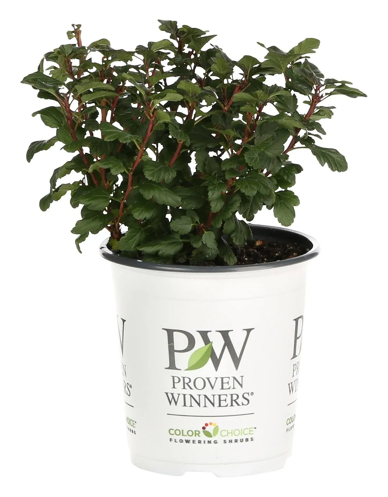 PROVEN WINNERS 4.5 in. qt. Tiny Wine ColorChoice Ninebark (Physocarpus opulifolious) Live Plant, Pink Flowers PHYPRC1037800