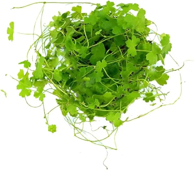 Dwarf Pennywort Japan Hydrocotyle Potted, Size: 3-5 Inches, Green