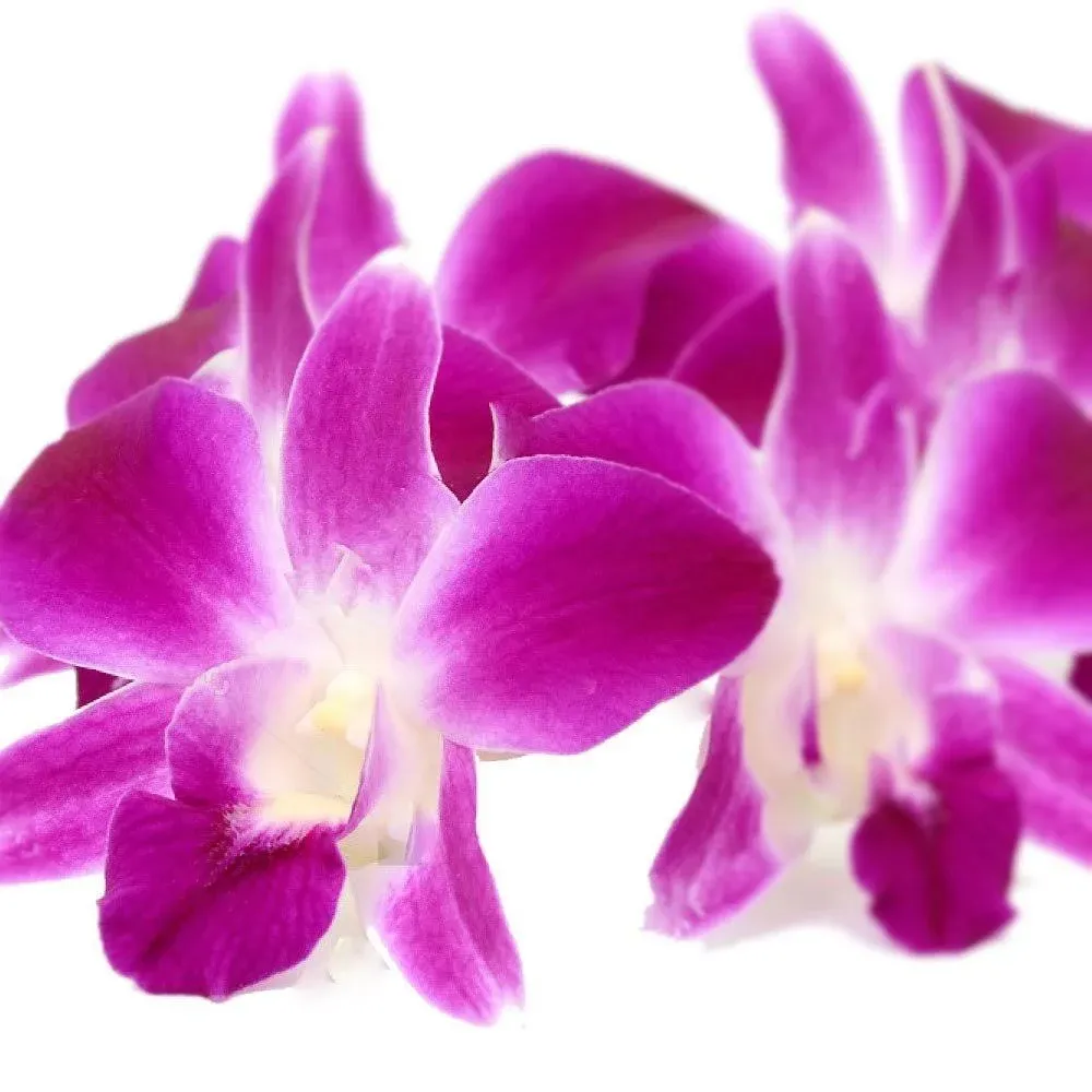 Fresh Loose Purple Dendrobium Orchid Blossoms 50 ct.