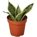 Snake Plant, Variety of Laurentii, Air Purifier, Low Maintenance, 4" Décor Pot  | eBay