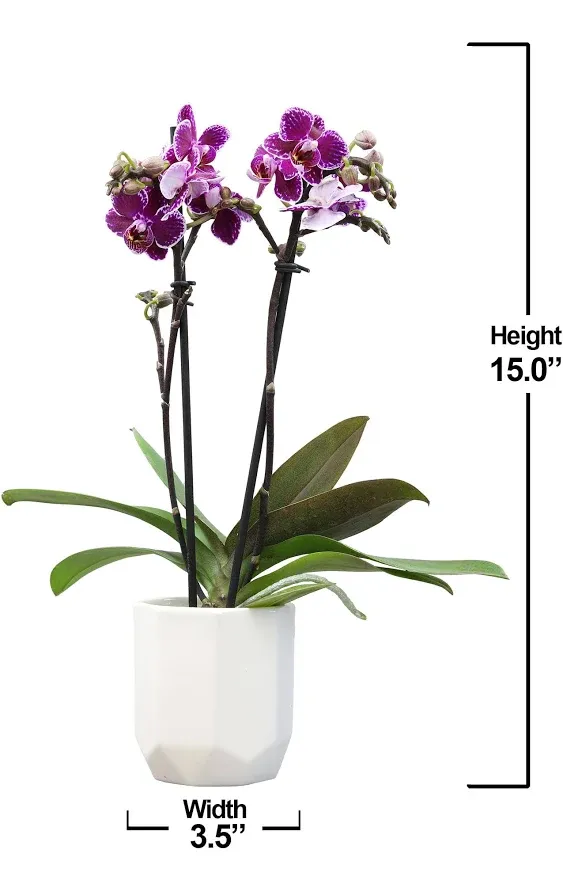 Purple Phalaenopsis Live Orchid Plant Lover Gift & White Orchid Pot, 11-15" Tall, Live Plant Gift, Fresh Orchids Plants Live House Plants, Live Plants Indoor Plants Live Houseplants by Plants for Pets