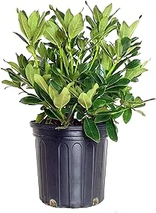 Green Promise Farms RHXPJE02 RHXPJE Live Plant, Rhododendron X PJM Elite Evergreen Lavender Flowers, 2 Gallon