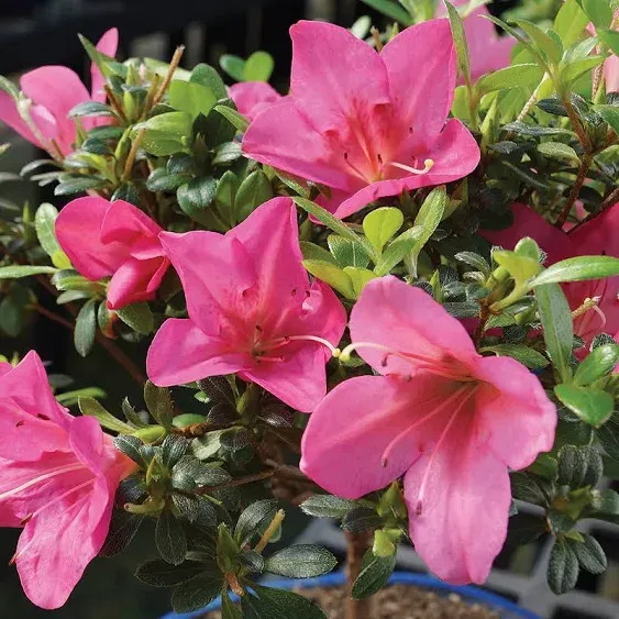 Brussel's Satsuki Azalea Bonsai - Small (Outdoor) with Humidity Tray & Deco Rock