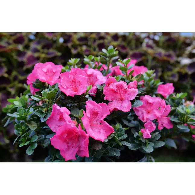 Proven Winners Pink Perfecto Mundo Epic Pink Reblooming Azalea Flowering Shrub in 1-Quart Pot Lowes.com