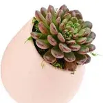 Round 5-1/2 in. x 6 in. Coral Ceramic Wall Planter