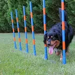 Lord Anson Dog Agility Weave Poles - Competition Grade Adjustable Agility Weave ...