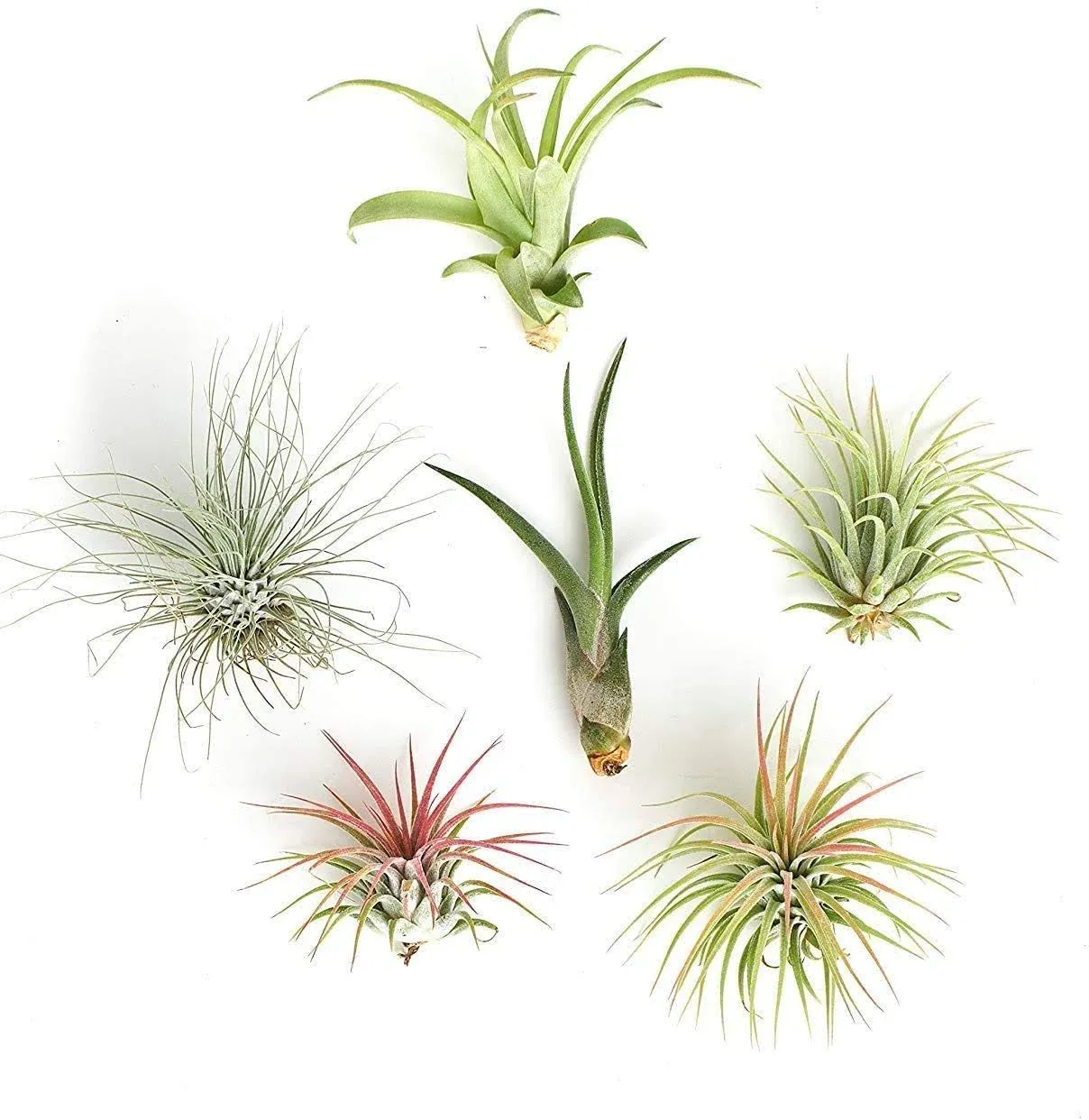 Shop Succulents Assorted Collection Variety of Species Tropical House Plant for Home Décor