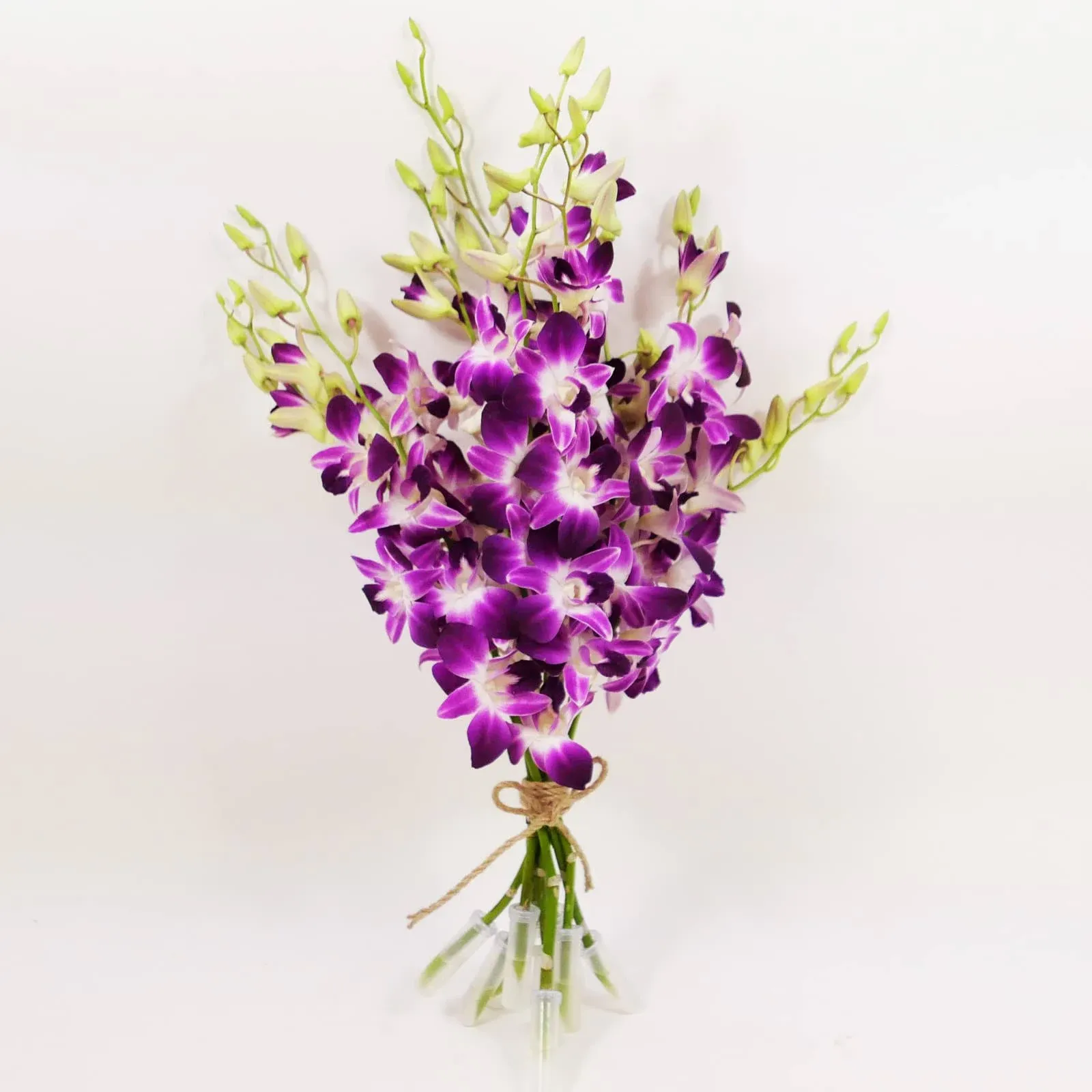 Fresh Cut Purple Orchids 10 Stems Sonia Dendrobium Orchids Flowers