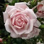 Heirloom Roses Climber Rose Plant - New Dawn Pink Rose Bush, Climbing Roses Live Plant for Planting Outdoors