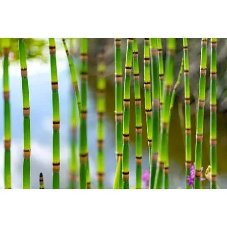 Horsetail Plant Cuttings to Grow - Equisetum - Great Aquatic Feature, Koi Pond Aquascape - Looks Like Mini Bamboo (20 Cuttings)