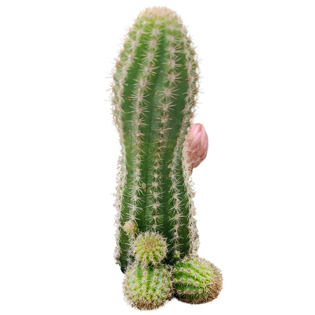 Peanut Cactus - Echinopsis Chamaecereus Succulent | Funny Cactus Gift Ideas 2 ...