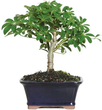 Flowers - Lush Umbrella Bonsai Planter - Regular