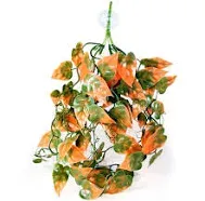 Pangea Plants Orange