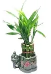 Jm Bamboo Lucky Bamboo Plant - 10 Stalks