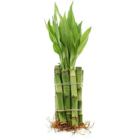 NW Wholesaler - 6 Inches Live Lucky Bamboo House Plant - Bundle of 10 Stalks - House Indoor Plants - Wedding Decor, Green