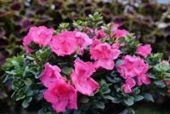 4.5 in Quart Perfecto Mundo® Epic Pink™ (Rhododendron), Live Plant, Shrub, Pink Flowers