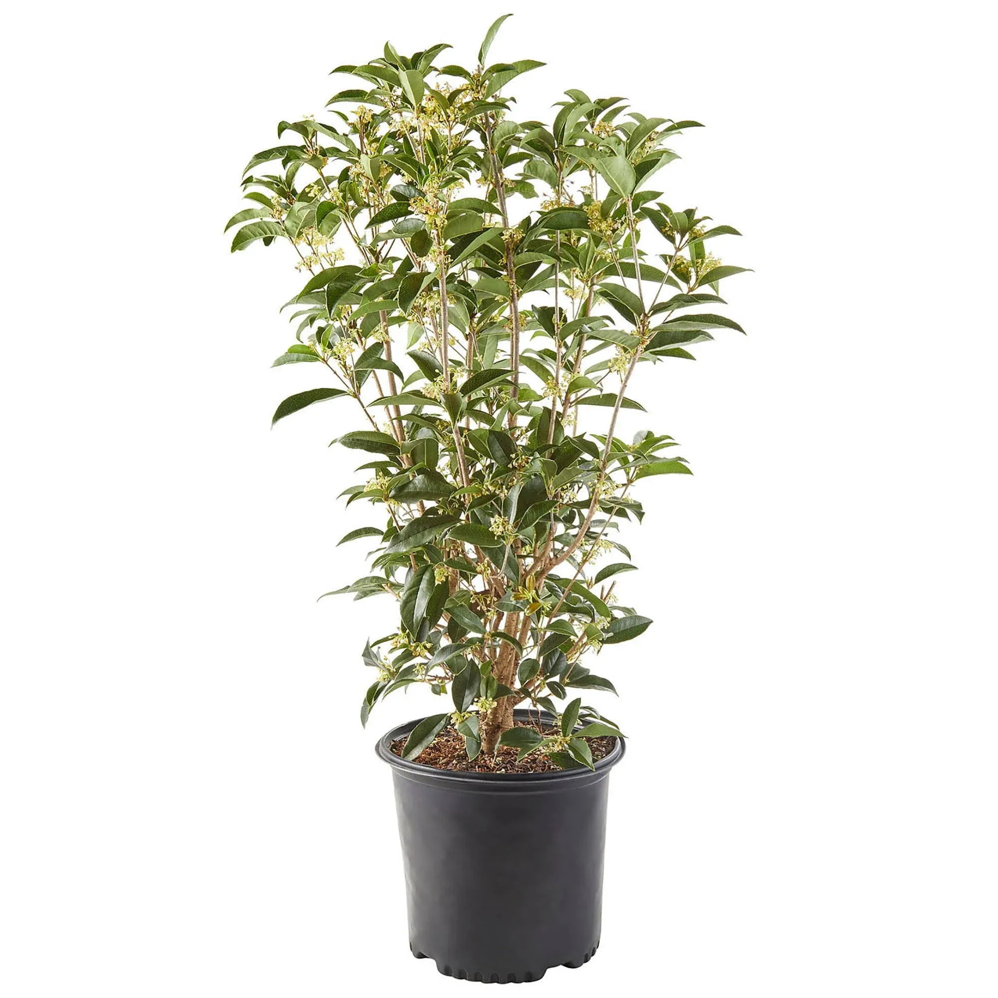 Unbranded 7 Gal. Osmanthus Tea Olive Shrub with White Fragrant Flowers 15976