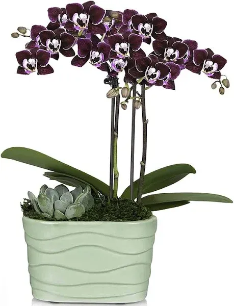 Plants & Blooms Shop PB116 Orchid