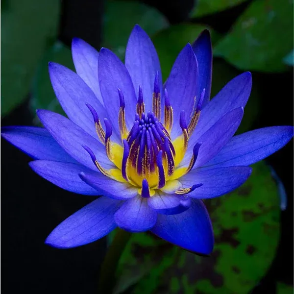 Nymphaea King Blue Hardy Water Lily Rhizome Live Aquarium Plant BUY2GET1FREE …