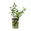 Garden State Bulb Persian Lime Tree