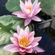 Live Aquatic Hardy Water Lily