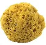 Natural Sea Sponge