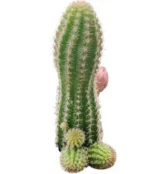 Peanut Cactus Echinopsis